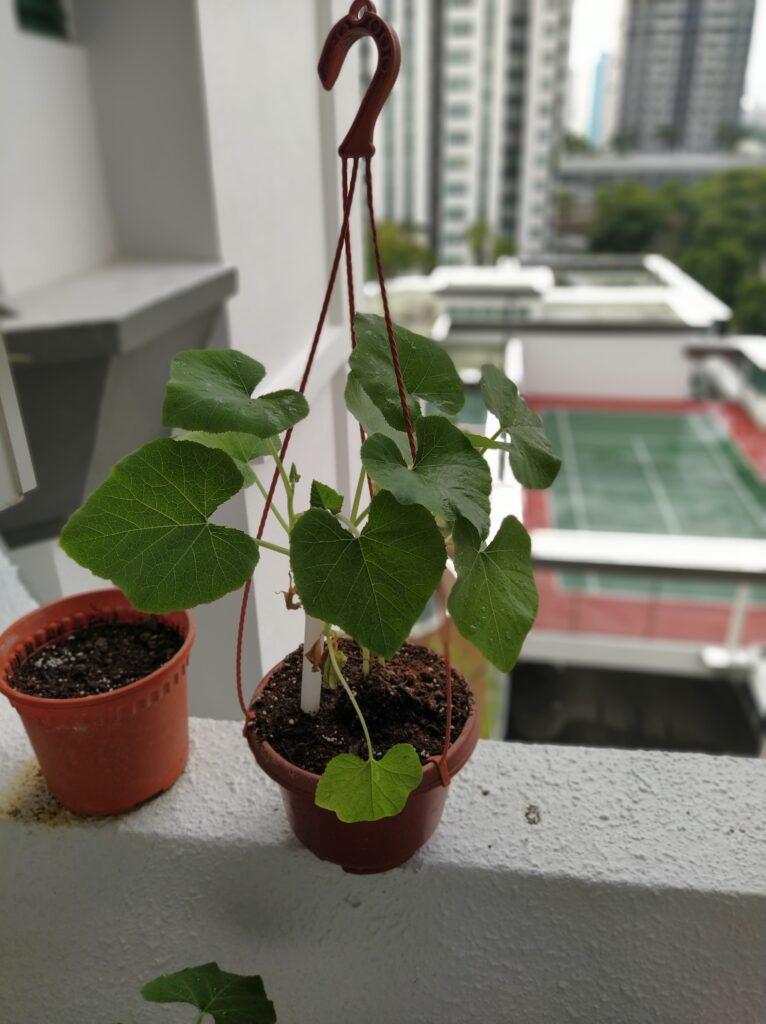 Plant grown out of seeds